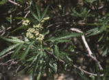 Fern-leaf Catalina ironwood leaves and flowers