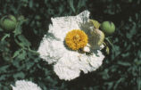 Bristly Matilija poppy