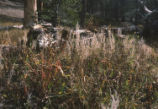 Fringed willowherb