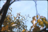 American chestnut