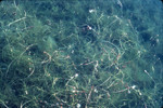Horned pondweed