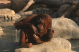 Bornean orangutan