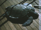 Hawksbll sea turtle