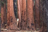 Giant sequoia