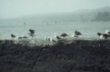 Western gulls