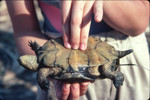 Pacific pond turtle belly