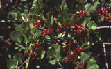 Redberry buckthorn