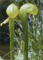 California pitcherplant