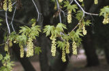 Bigleaf maple