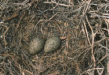 Western gull nest and eggs