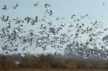 Snow geese