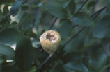 Black-chinned hummingbird nest with eggs