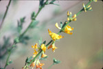 Common deerweed