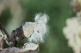 California milkweed