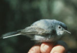 Blue-grey gnatcatcher