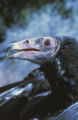 Turkey vulture