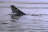 Gray whale