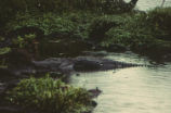 American alligators