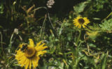 Coastal sneezeweed