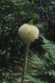 Common beargrass