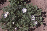 Littlefoot nemophila