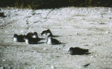 Wedge-tailed shearwater