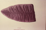Fern fossil
