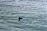 Double-crested cormorant