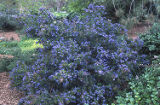 Carmel ceanothus