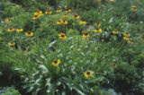 Bigelow's sneezeweed