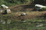 Painted turtle