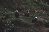 Tufted puffins