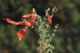 Hummingbird trumpet