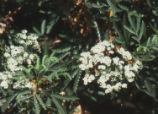 Fern-leaf Catalina ironwood