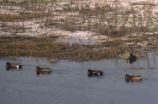 Eurasian wigeons