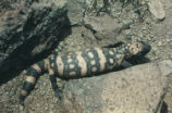 Gila monster