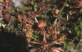 Roundleaf sundew