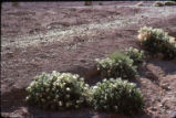 Desert stingbush