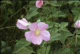Swamp rose mallow
