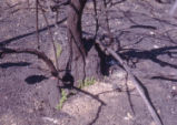 Coastal sage scrub oak