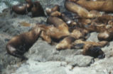 Steller sea lion