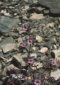 Johnston's monkeyflower