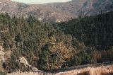 Knobcone pine, California black oak, ponderosa pine and chamise