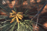 Torrey pine