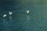 Western gulls