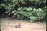 Brush rabbit