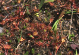 Roundleaf sundew