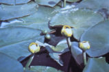 Yellow pond-lily