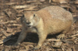 Prairie dog