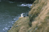 Black-legged kittiwake